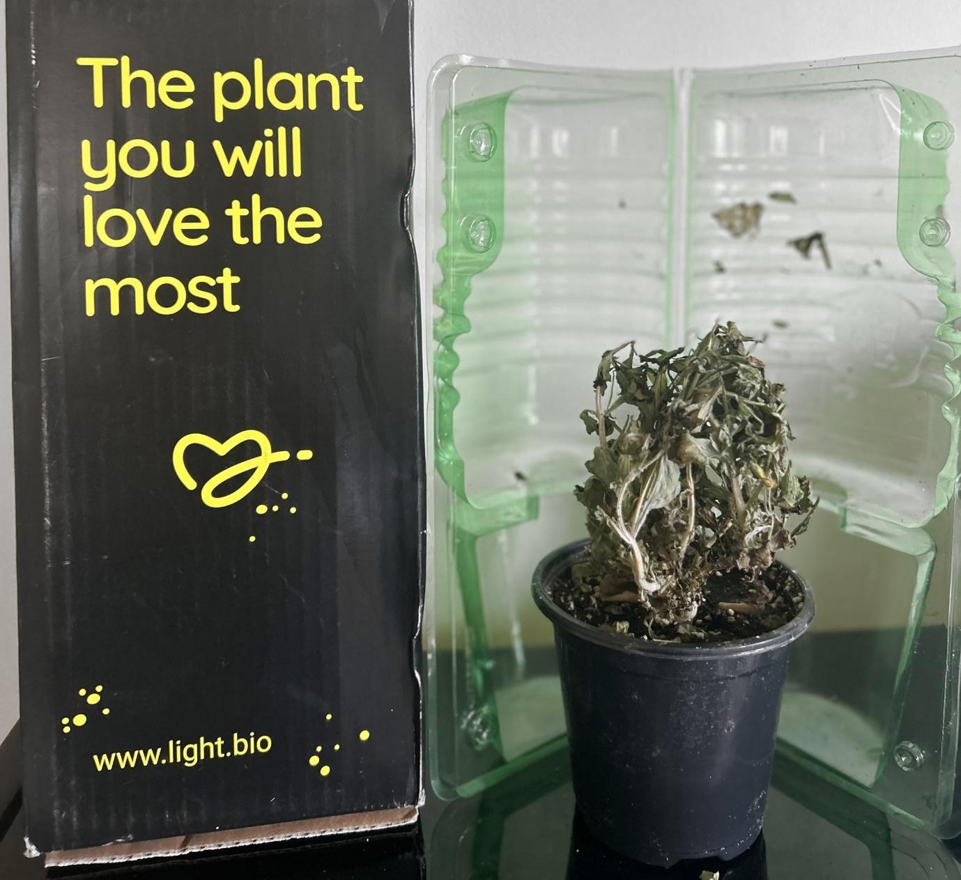 텍스트, 실내용 화초, 화분, 식물이(가) 표시된 사진  자동 생성된 설명