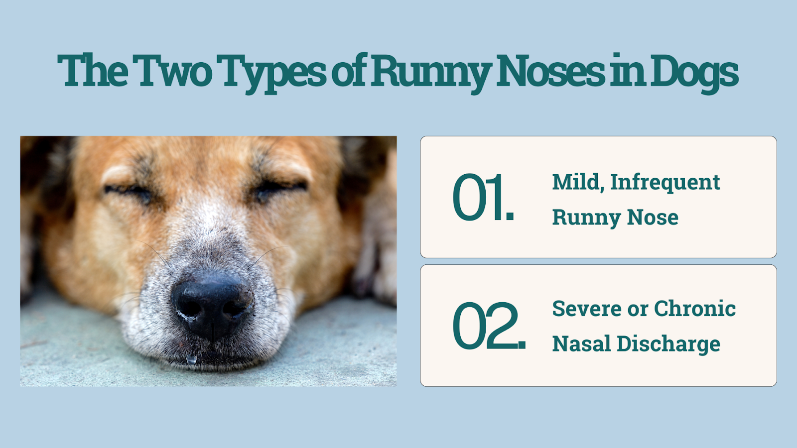 Two types of runny noses in dogs