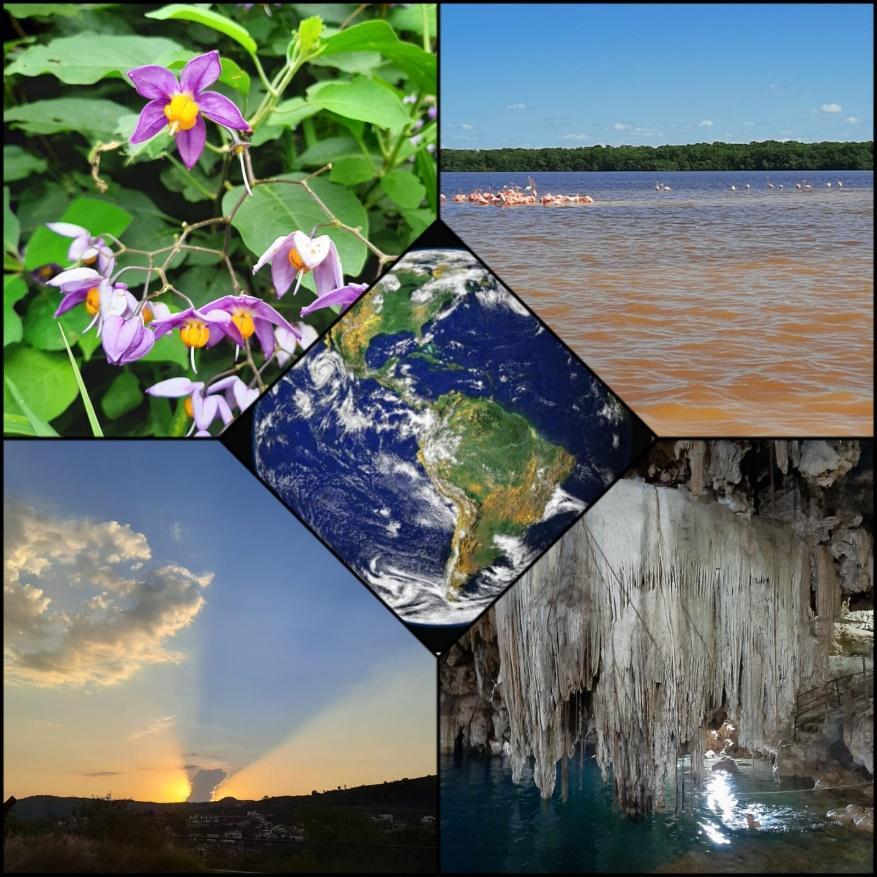 A collage of different images of nature

Description automatically generated