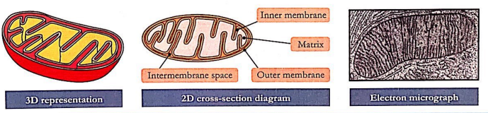 Imagen que contiene Diagrama

Descripción generada automáticamente