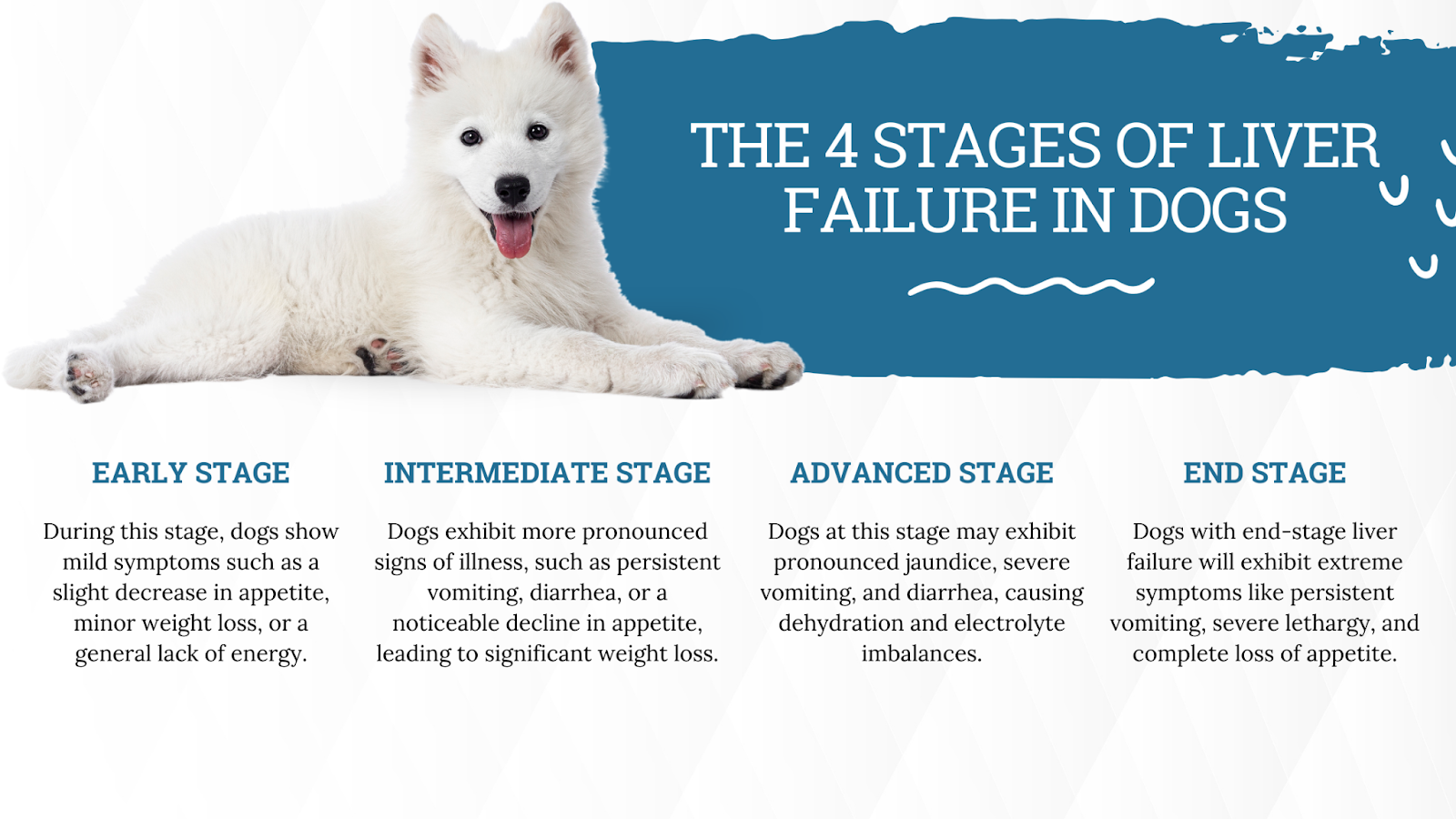 Stages of liver failure in dogs
