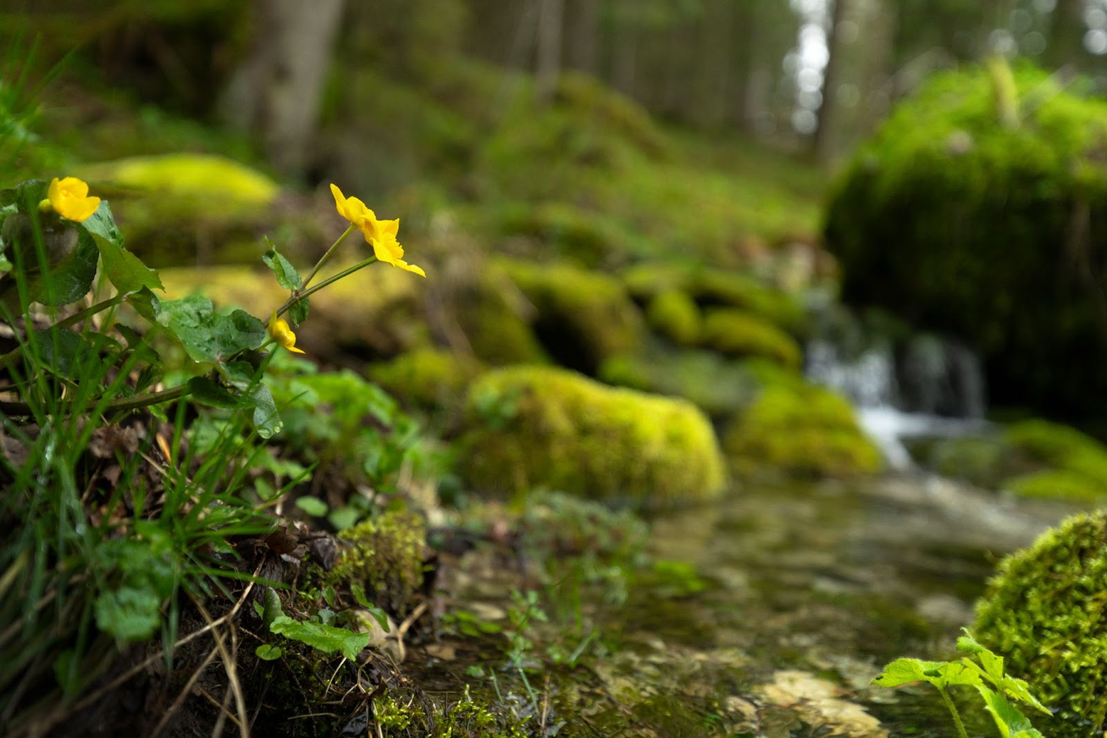 Foto focada em pequena flor amarela em frente a uma cachoeira pequena, com vegetação tomando conta das pedras ao redor.