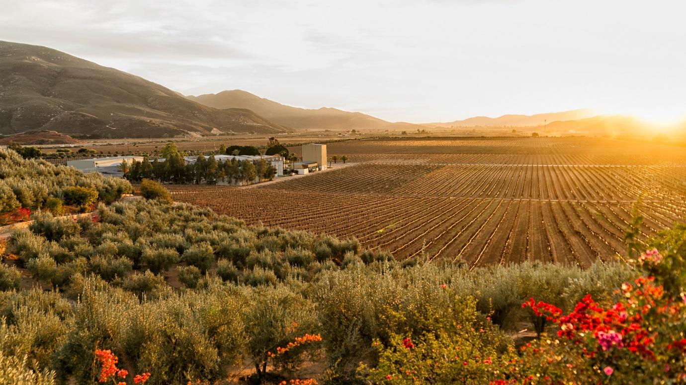 A Perfect Weekend in Baja's Wine Country | Condé Nast Traveler