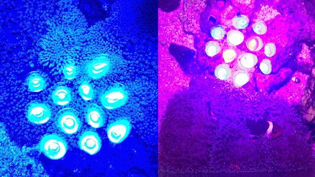アクアリウムスポットライト 青と紫の比較