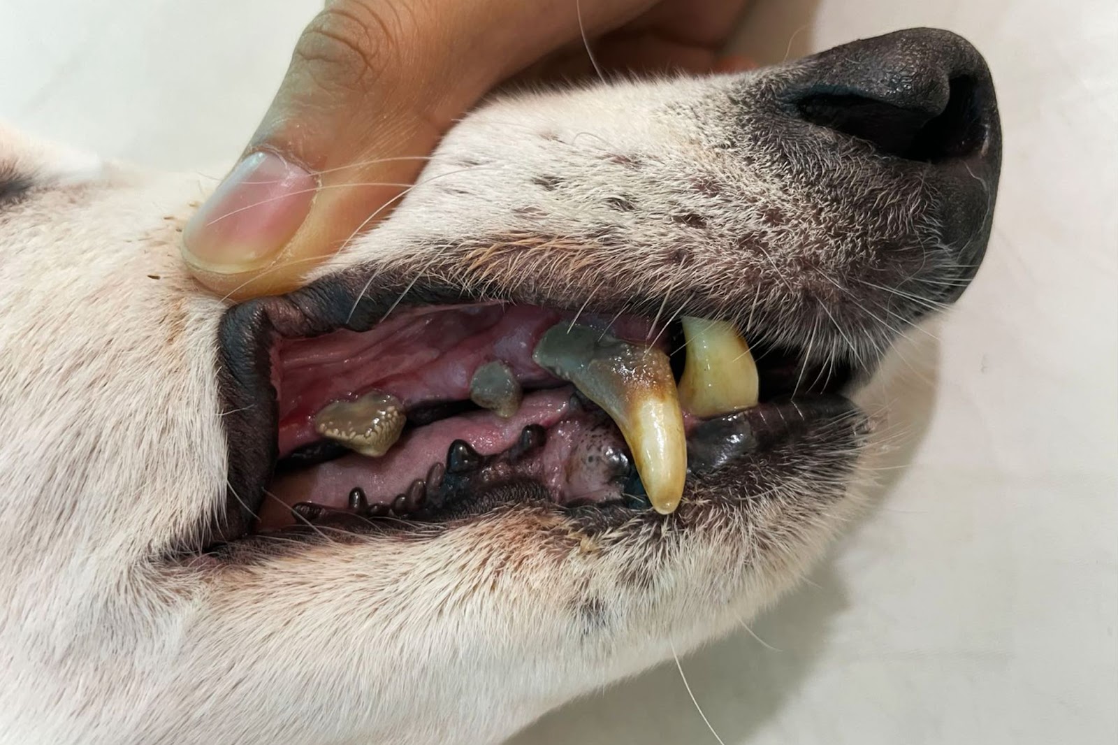 dog with heavy tarter build up stage three of tooth decay and dental disease