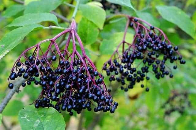 What Color Berries are Edible and Safe to Eat? Which are Poisonous? -  Survival Freedom