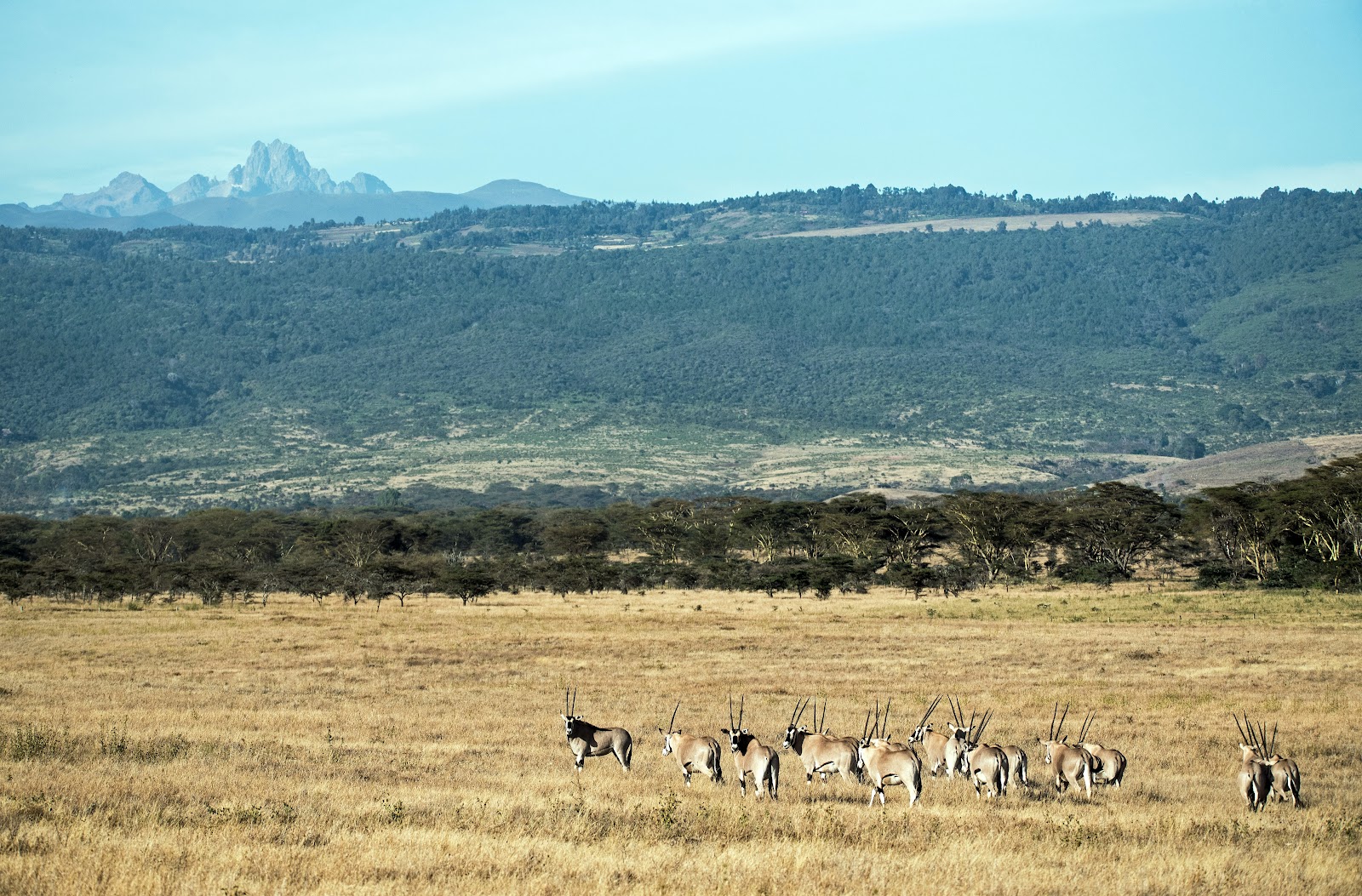 Landscape of African Safari