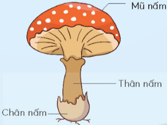 A close-up of a mushroom

Description automatically generated
