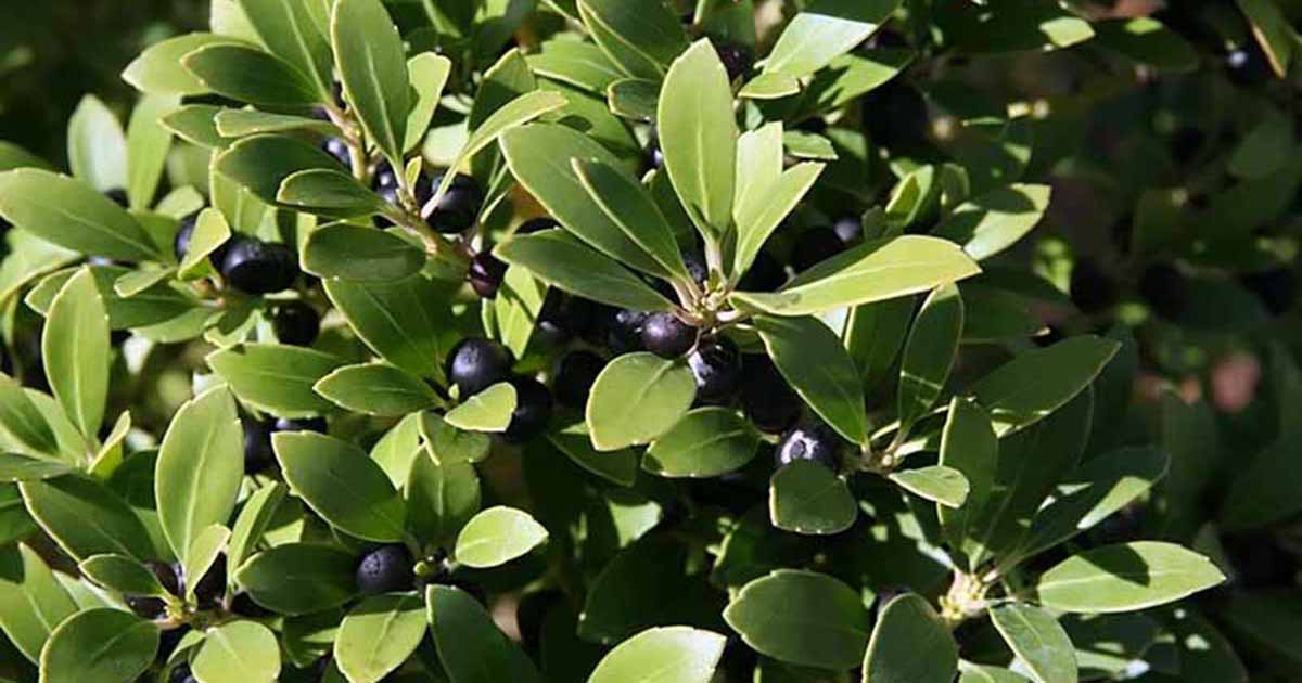 Inkberry (Ilex glabra)