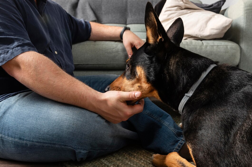 Close up hands petting dog