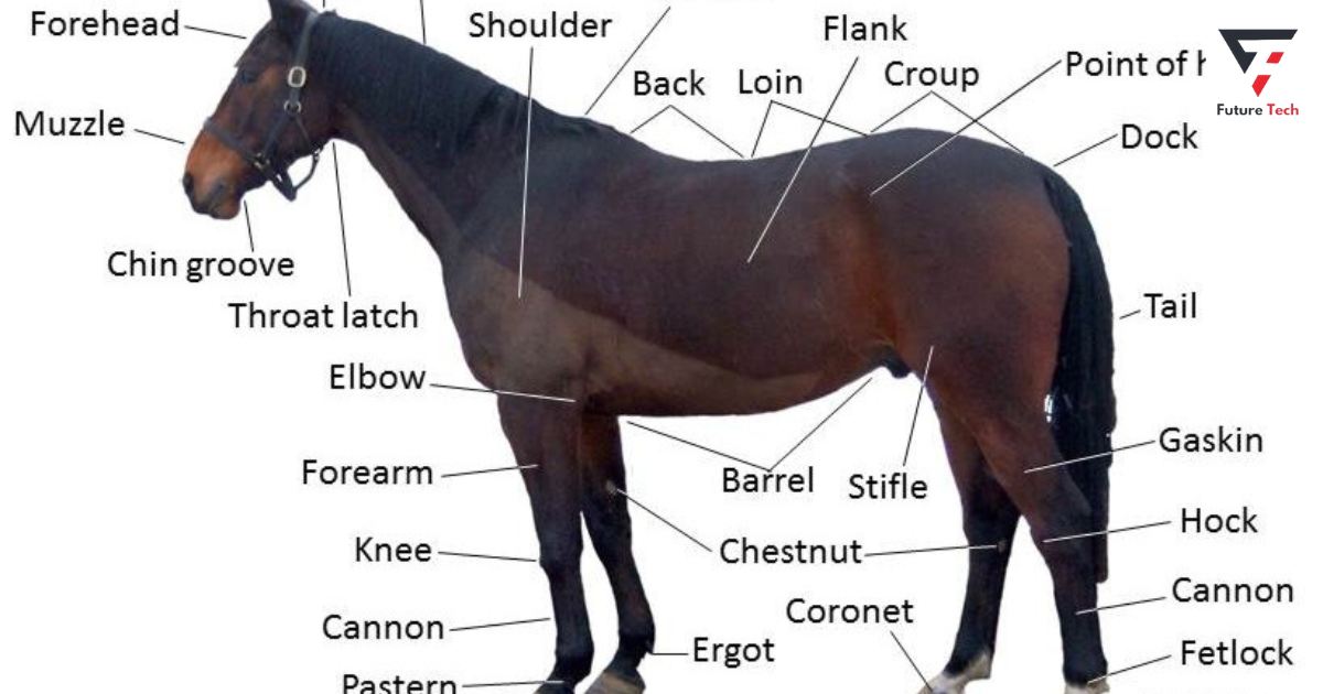 Horse Stifle: Horse body parts