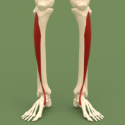 A human skeleton with long bones

Description automatically generated with medium confidence
