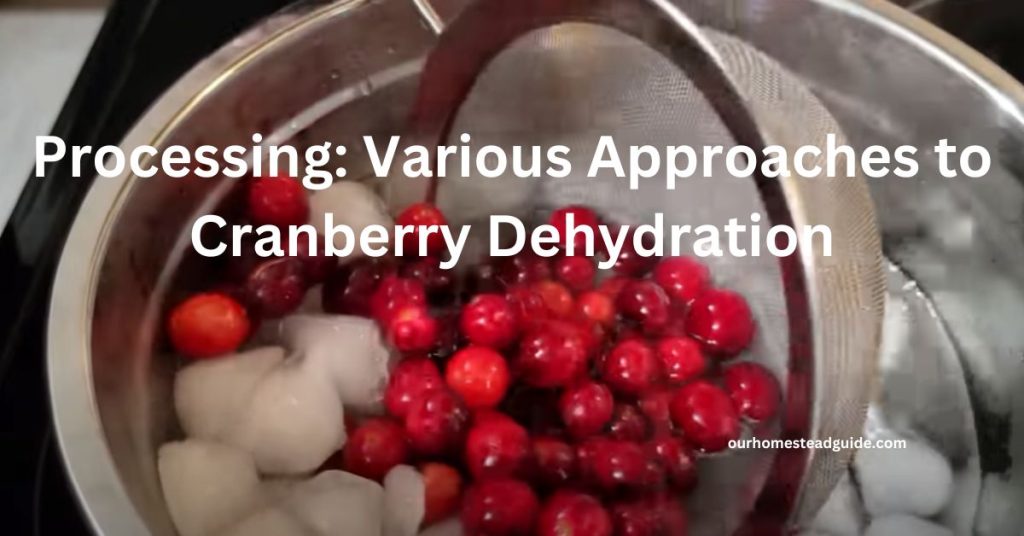 Dehydrating Cranberries