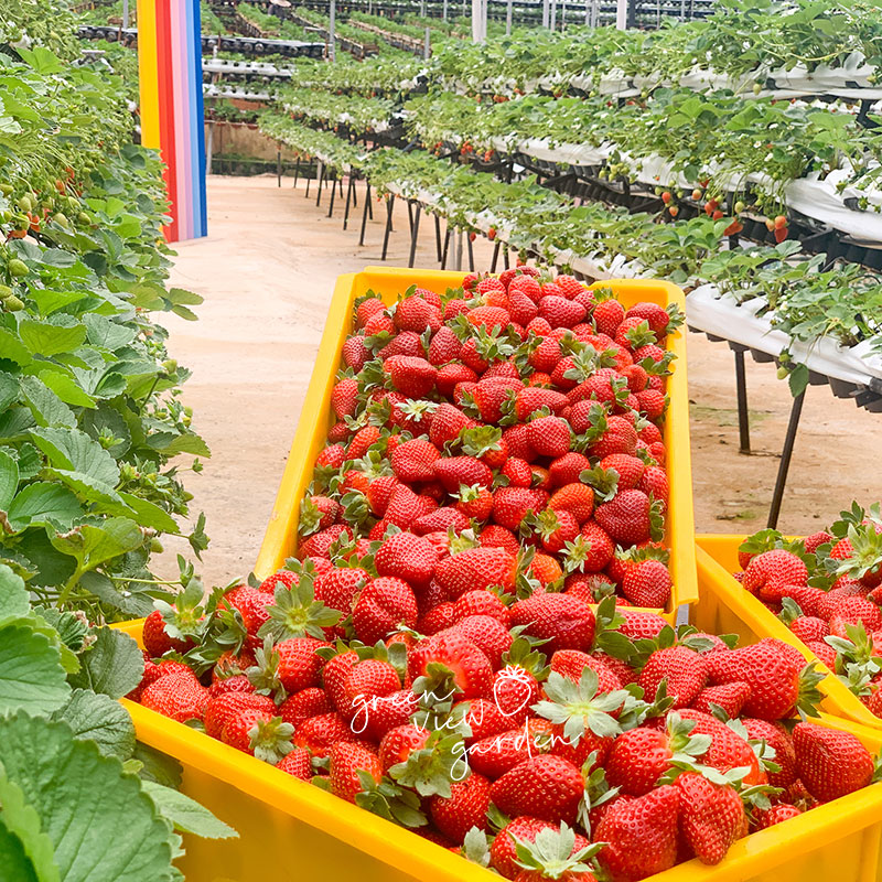 Containers of Fresh-picked Strawberries from Green View Garden, Cameron Highlands