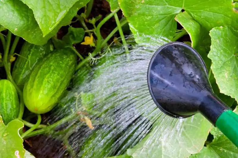 Water cucumber plants consistently.
