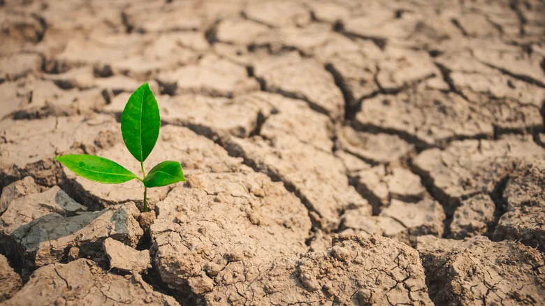 Poor Soil