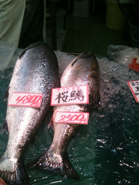 魚市場に並んだサクラマスの画像