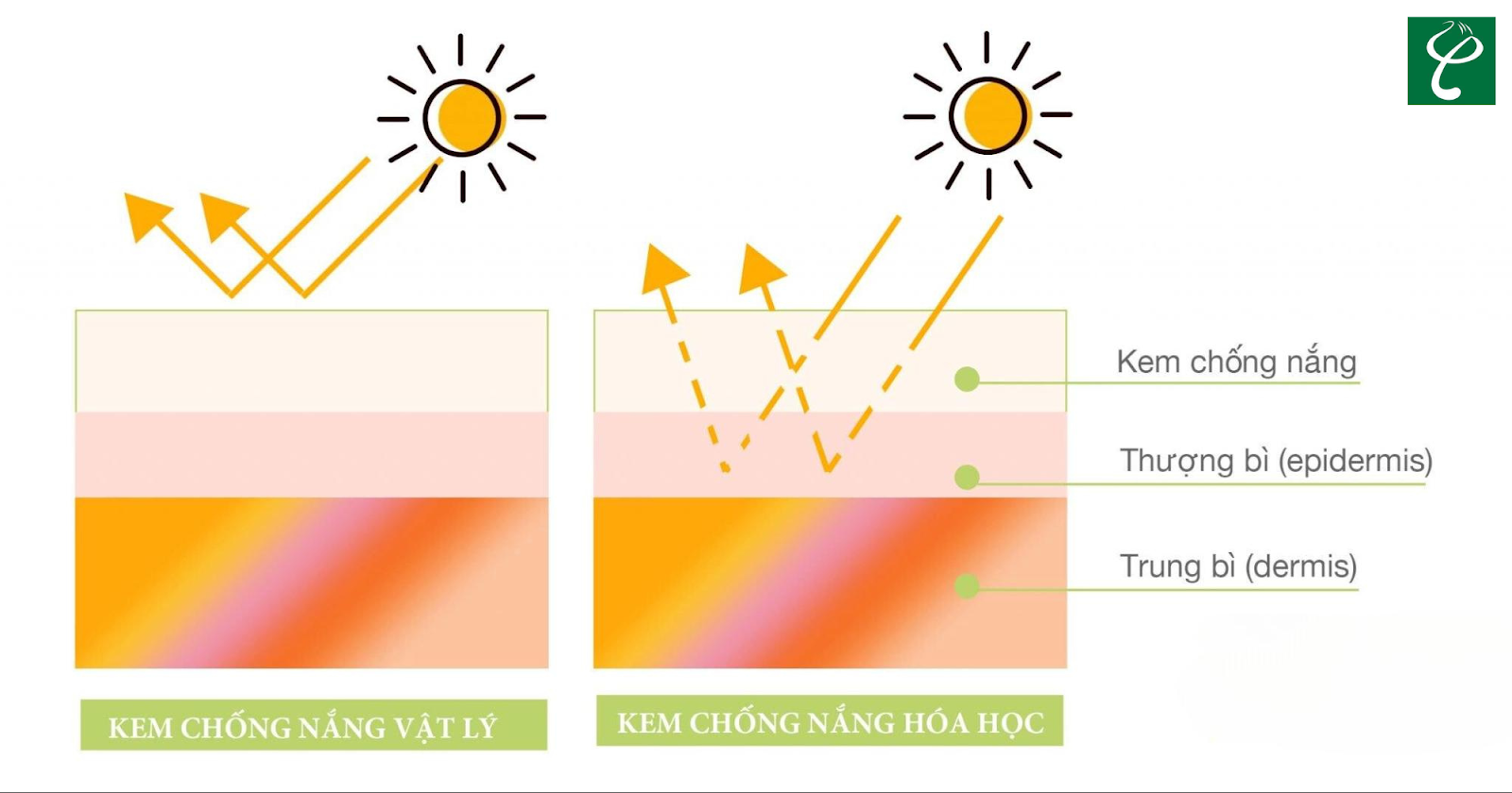 Cơ chế hoạt động khác nhau của kem chống nắng hóa học và kem chống nắng vật lý