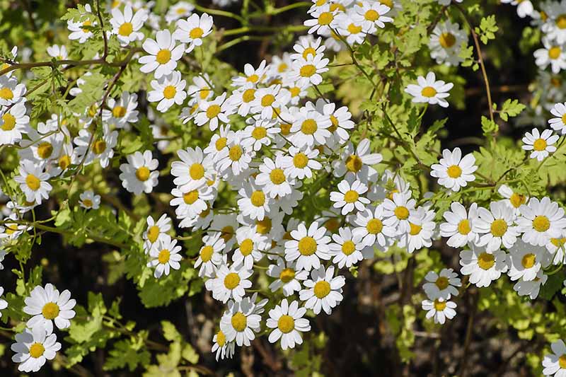 Feverfew is a wonderful herb used both as a gardening plant and as a medicine.