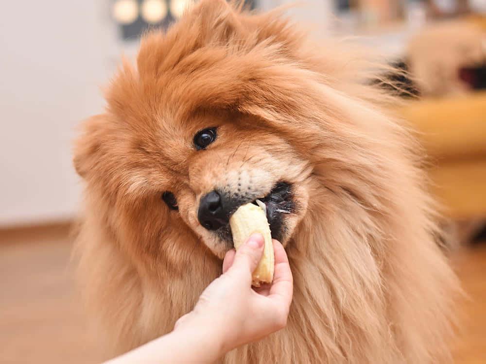 chow chow comendo banana