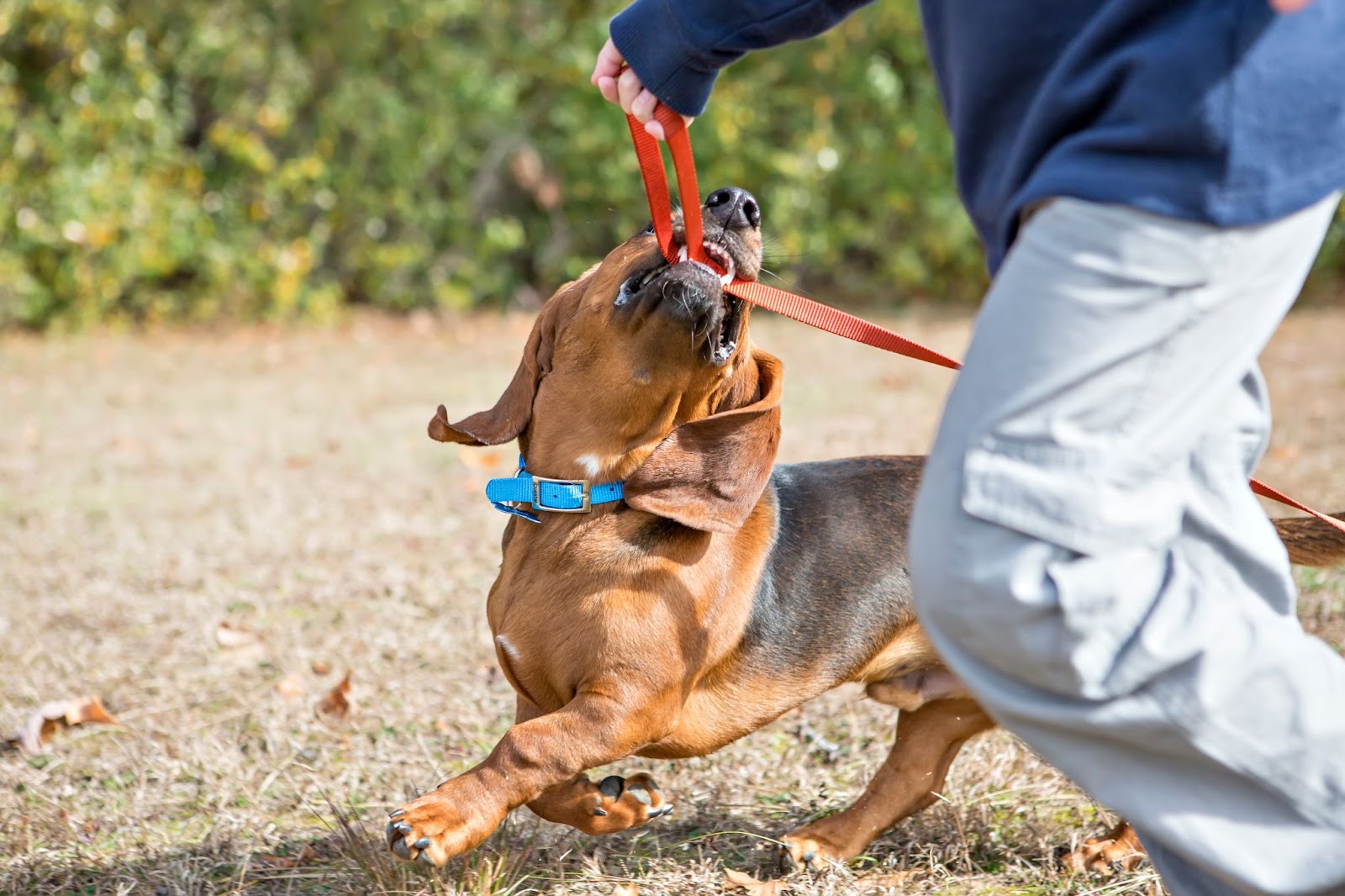 Playful brown dog tugging on red leash, person partially visible.