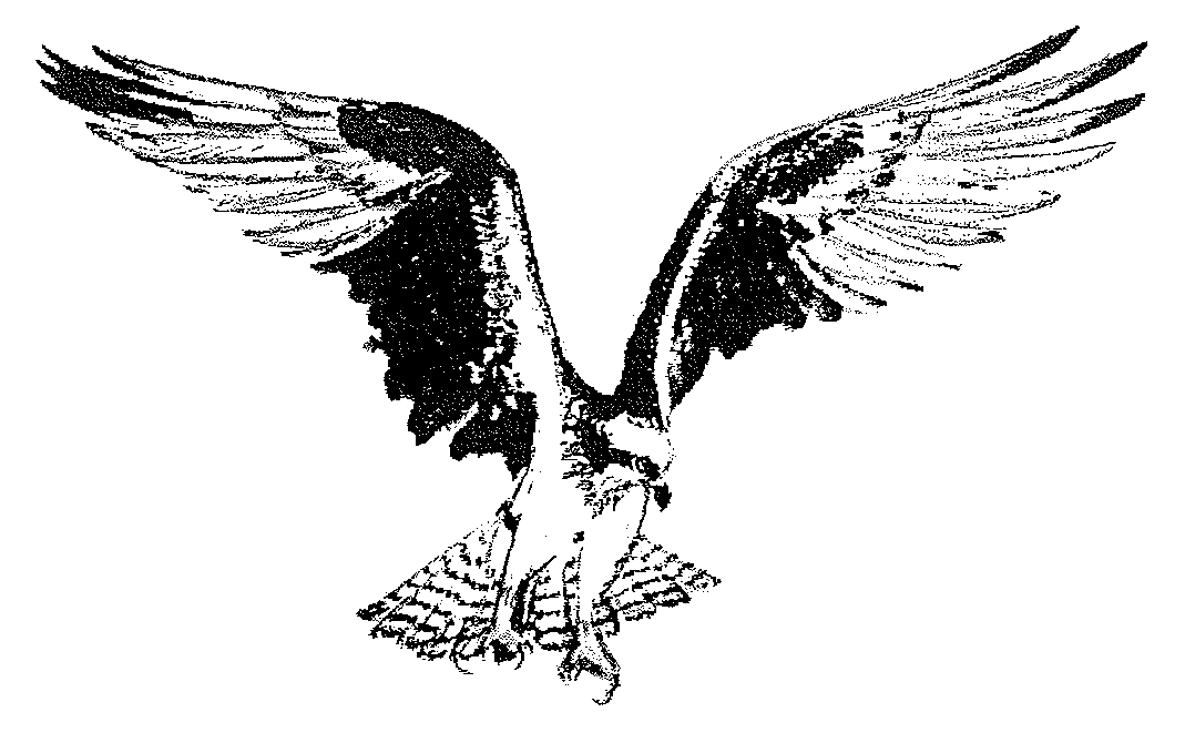 A black and white drawing of an eagle

Description automatically generated