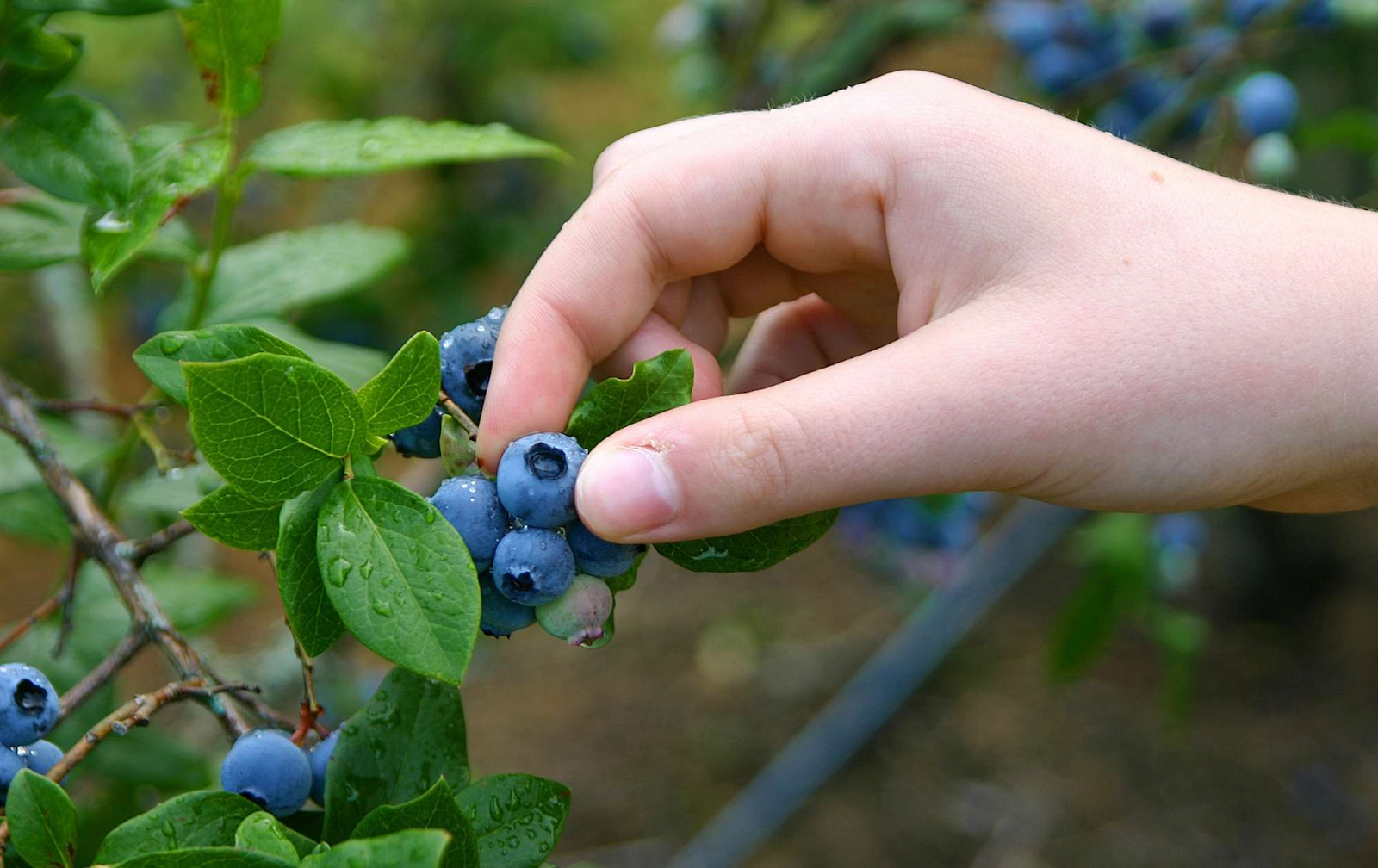 When does a blueberry bush bear fruit