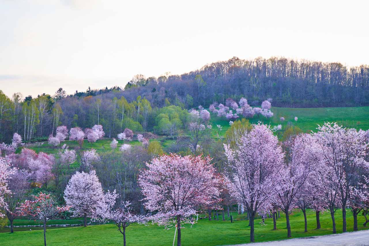 1.満開の桜を見ながらのんびりと過ごす「パレットヒルズ」