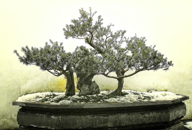 Care For a Bonsai Tree In Winter