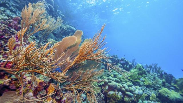 Barrera de Coral.