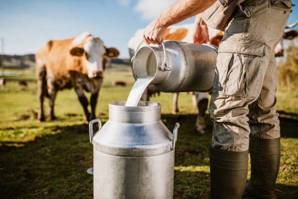 92,300+ Cow Milk Stock Photos, Pictures & Royalty-Free ...