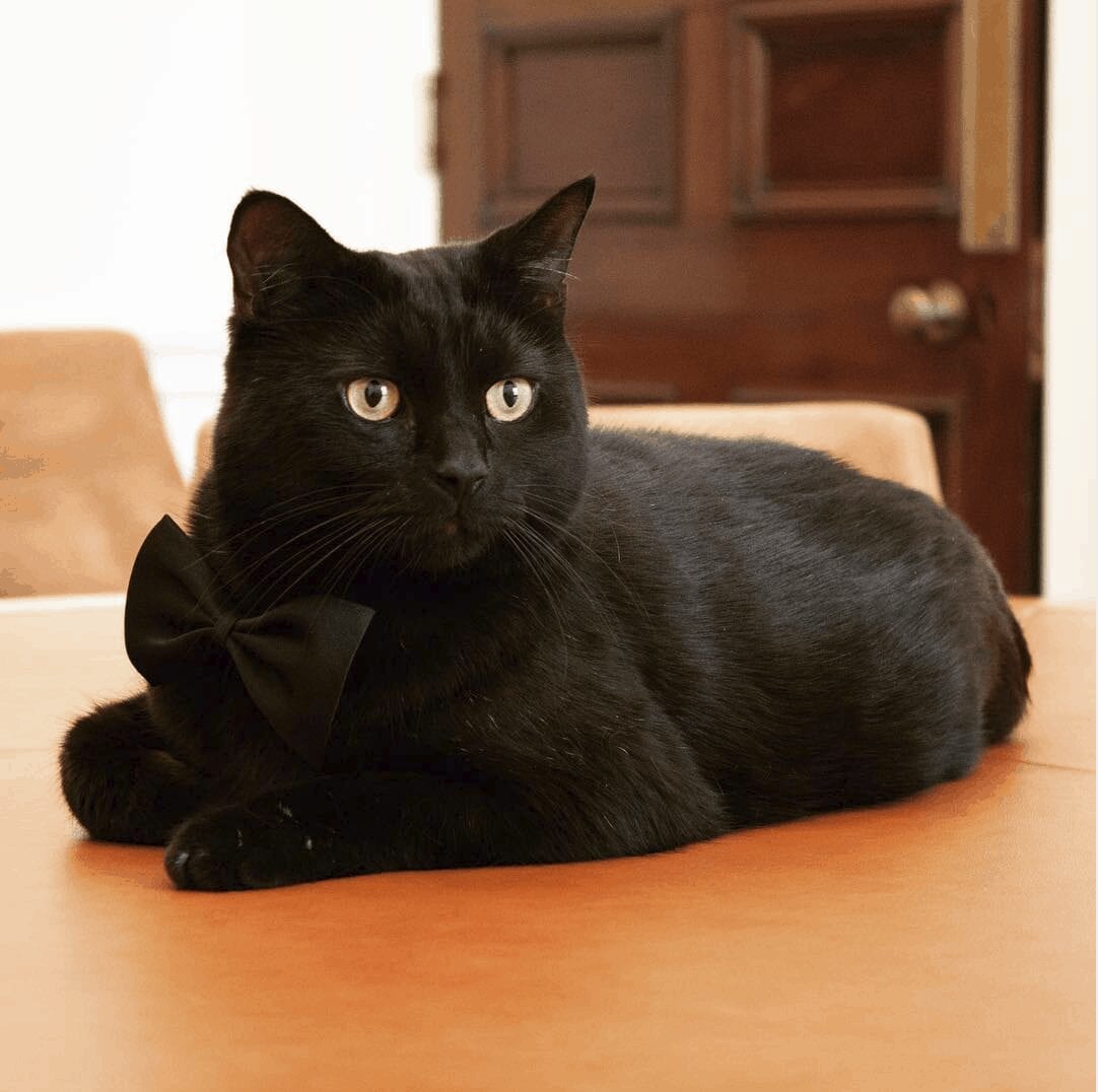 gladstone the treasury cat