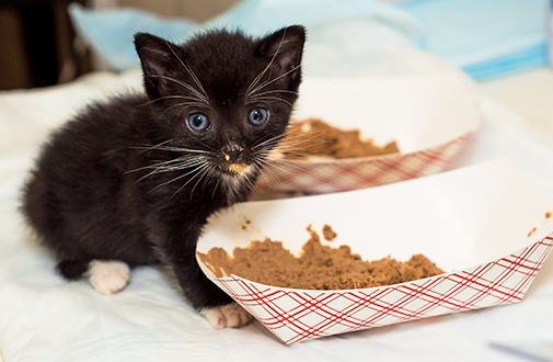 When Can a Kitten Eat Dry Food? Tips for a Healthy Transition