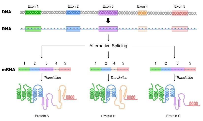 alternative splicing