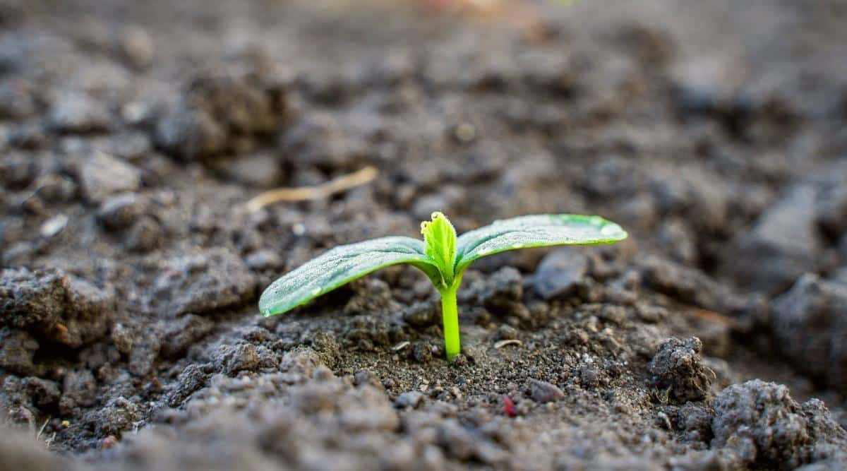 Starting Cucumber Seedlings Properly