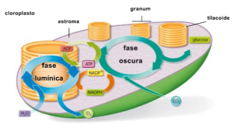 Diagrama

Descripción generada automáticamente