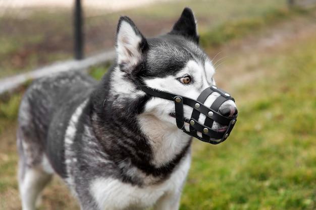 Adorable husky dog with muzzle outdoors