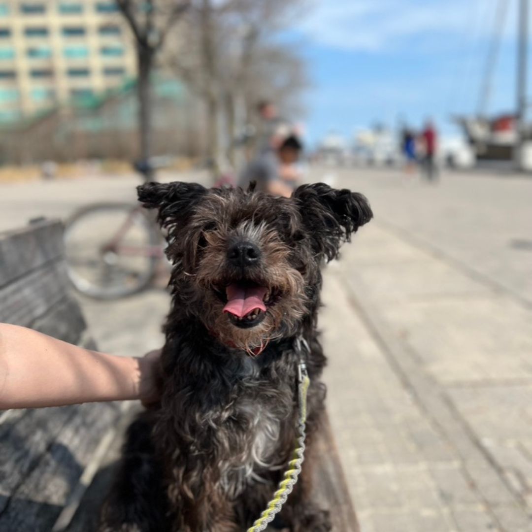 Boston, a 10-year-old terrier is about 68 in human years.