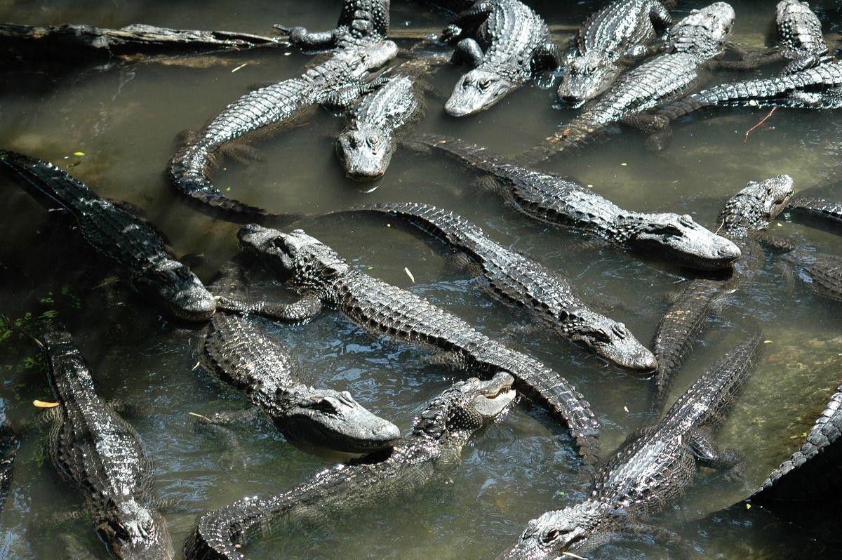 Survival and Reproduction Among Swamp Predators