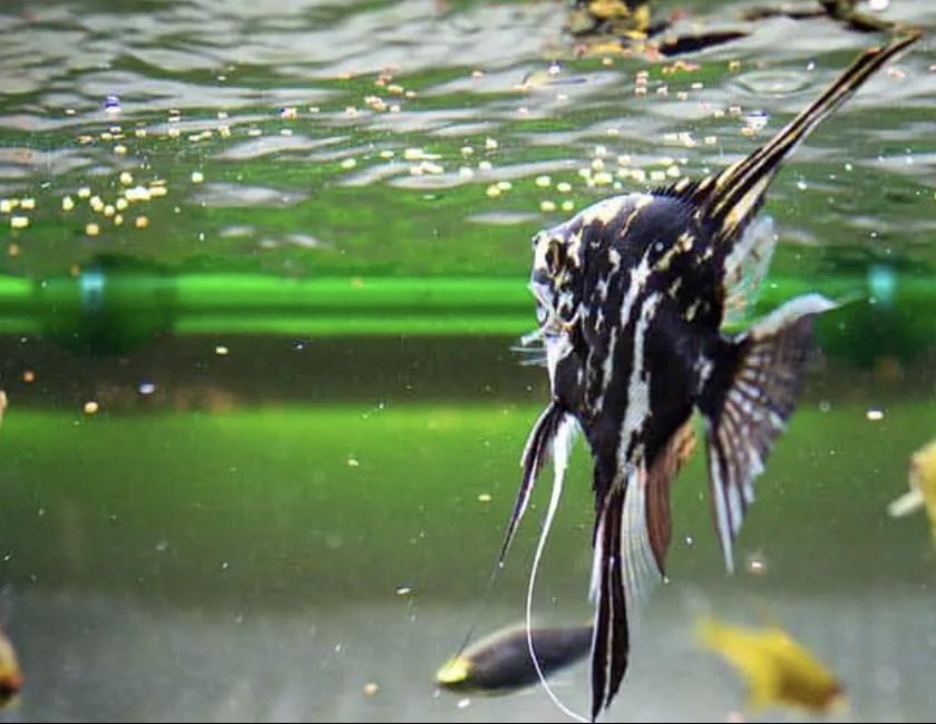 Angel Fish Saltwater - Feeding Your Angelfish