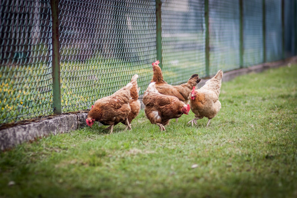 brown hen on green grass field during daytime