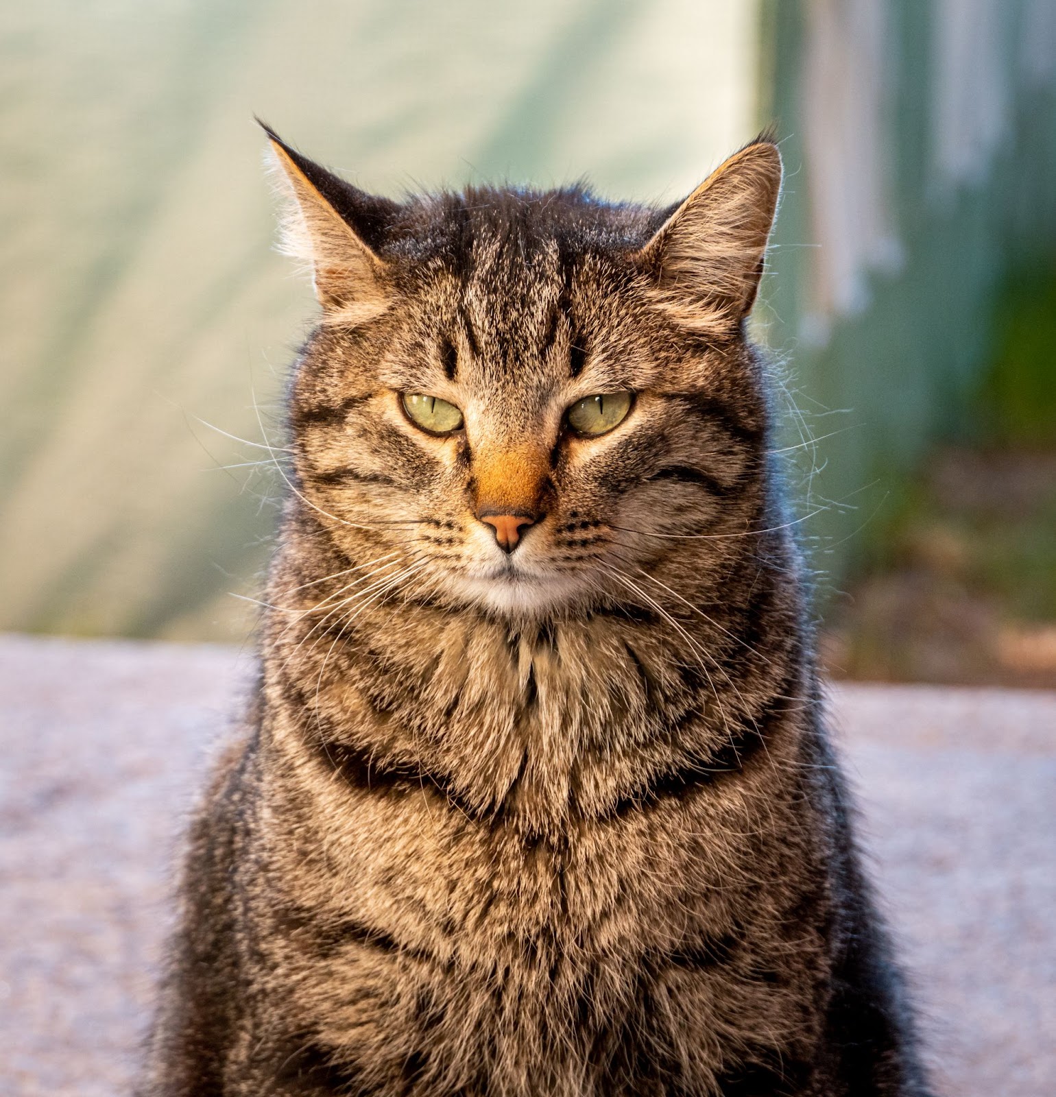 Image of a Manx cat 