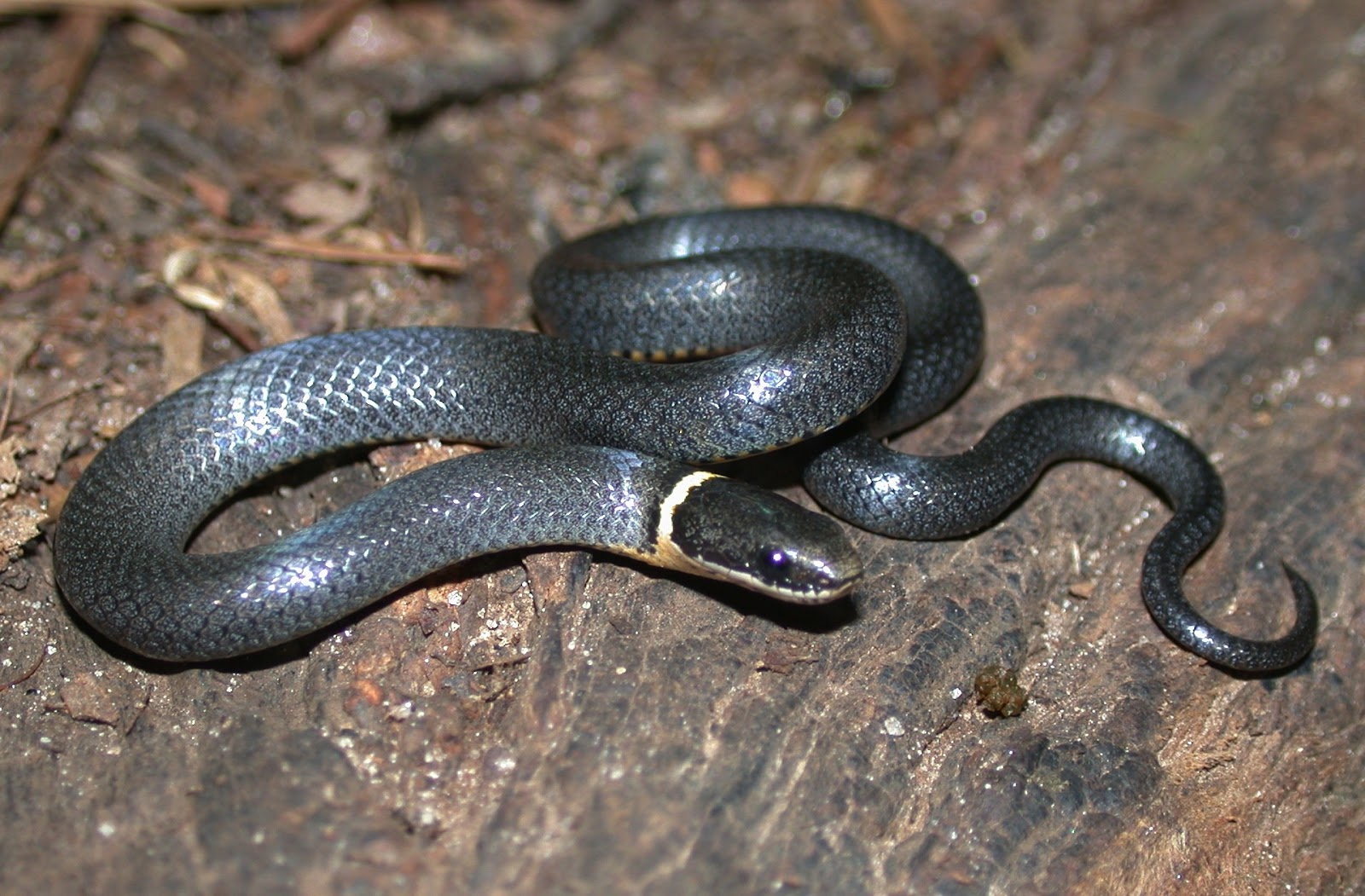 Black Snakes With Yellow Ring Around Neck
