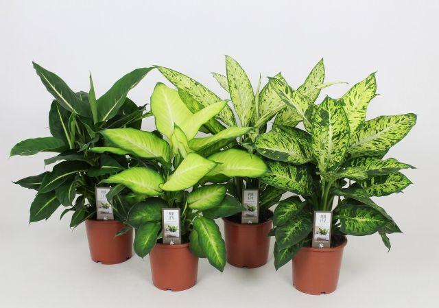 Dieffenbachia 65-70cm — Newlands Garden Centre