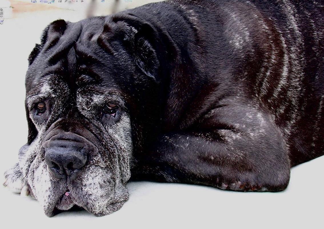 7 Warning Signs of Heart Disease in Dogs | The Dog People by Rover.com