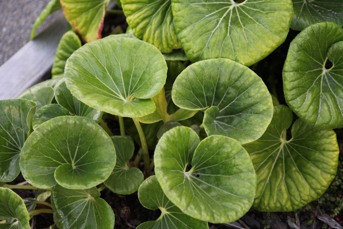 centella asiática beneficios