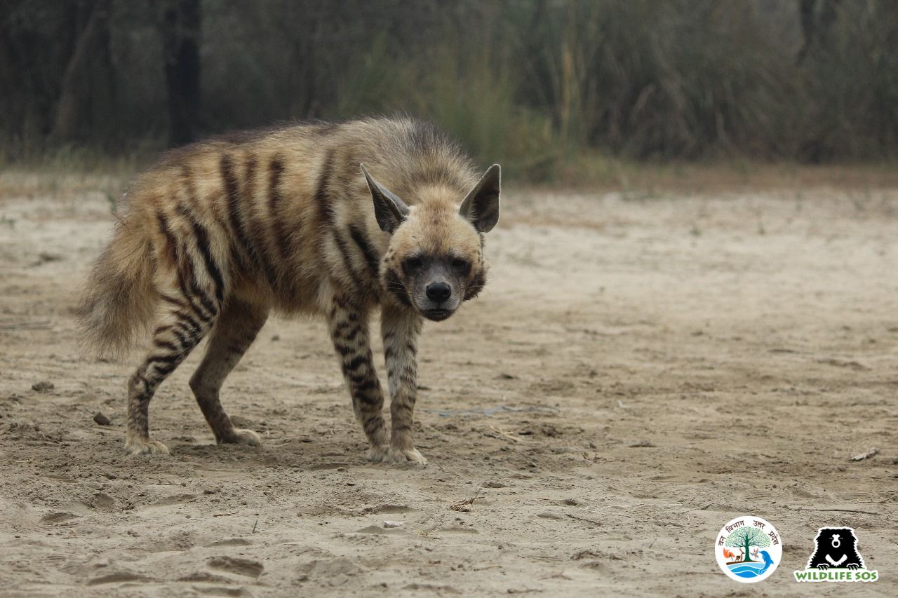 Hyena rescued in Agra