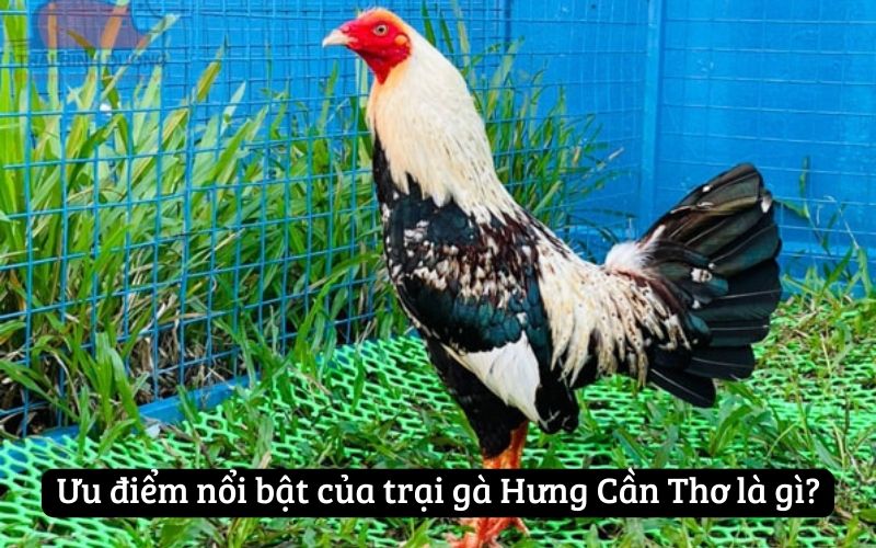 Ưu điểm nổi bật của trại gà Hưng Cần Thơ là gì?