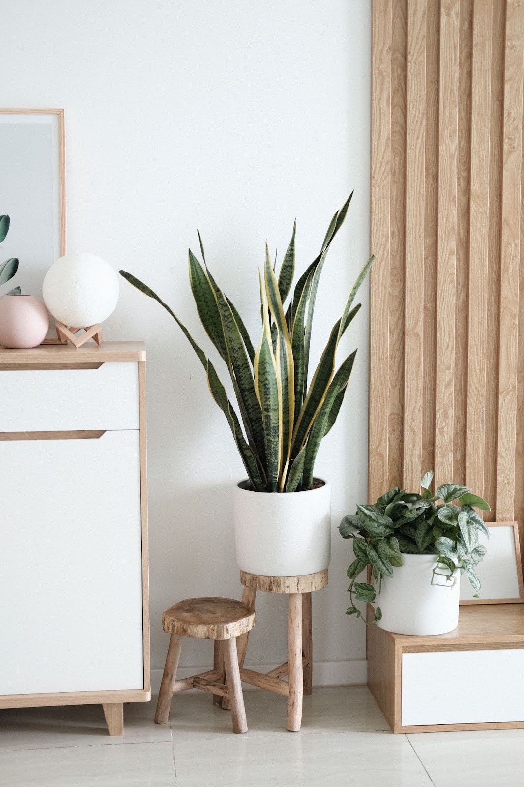 Indoor snake plant on a small wooden plant stand. 