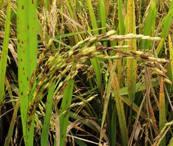 Panículas de arroz afetadas pela doença fúngica brusone. Apresentam manchas de coloração marrom, bem como branqueamento e "achochamento" das espiguetas